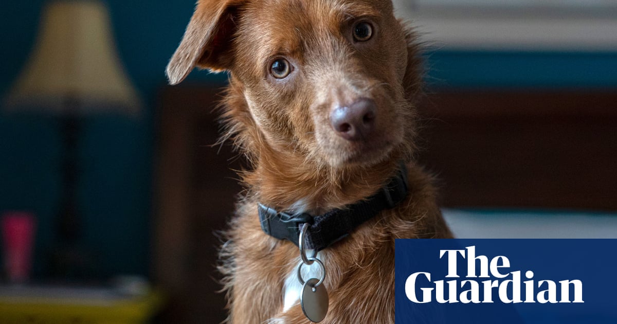 New research centre to explore how AI can help humans speak' with pets