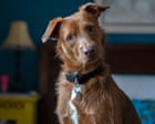 New research centre to explore how AI can help humans ‘speak’ with pets New research centre to explore how AI can help humans ‘speak’ with pets