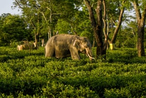 Um rebanho de elefantes asiáticos selvagens pasta em um jardim de chá em Golaghat, Índia