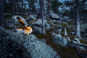 Fritz Pölking junior prize: Blaze of Colours. A portfolio about the Siberian jay in the deepest forests of Lapland