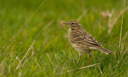 A meadow pipit.