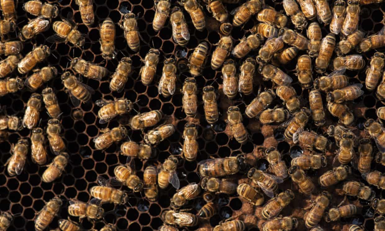 https://www.theguardian.com/environment/2023/jan/04/honeybee-vaccine-first-approved