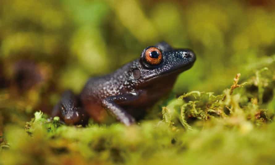 The devil-eyed frog (Oreobates zongoensis)