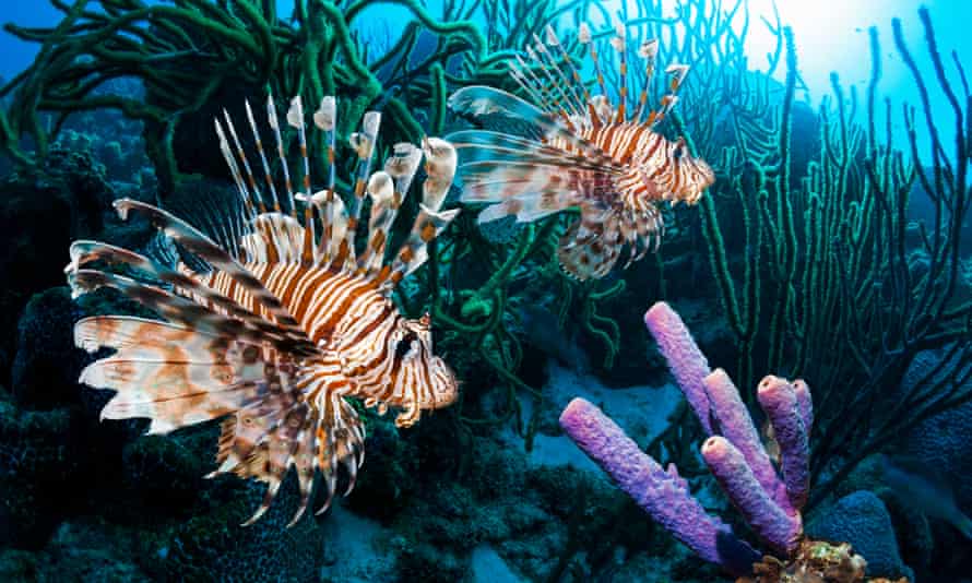 Red lionfish (Pterois volitans) swimming past a Stove-pipe sponge (Aplysina archeri). Bonaire, Netherlands Antilles, Caribbean, Atlantic Ocean.