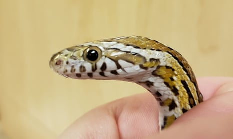 A snake.