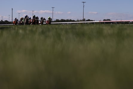 racehorses compete