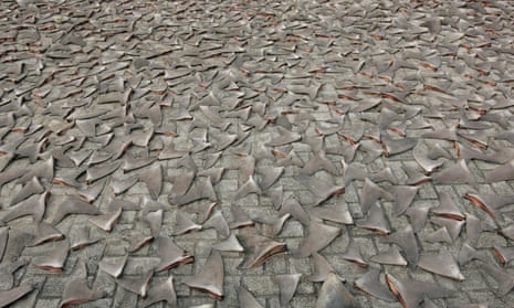 Shark fins drying in the afternoon sun in Hong Kong. 