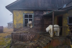 Polar bears make a ‘home’ of an abandoned station on Kolyuchin Island, Russia