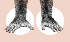 Ardipithecus ramidus had a grasping big toe, suggesting she would have been an agile climber.