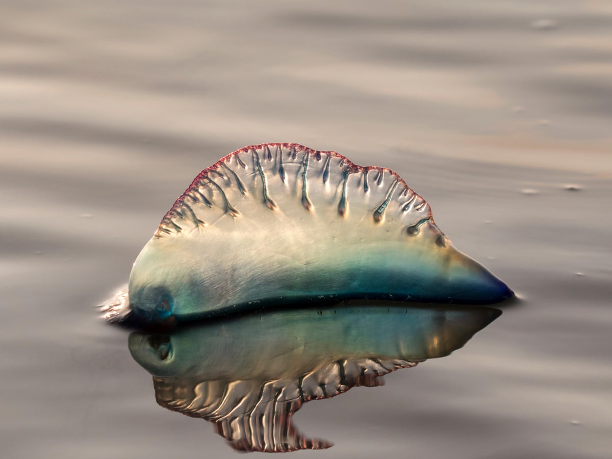 Beachgoers In South West England Warned To Avoid Portuguese Man O War Marine Life The Guardian Beachgoers In South West England Warned To Avoid Portuguese Man O War Marine Life The Guardian