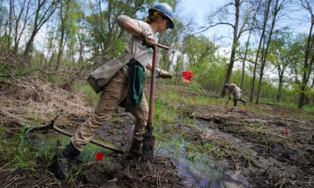Conservation Corps volunteers plant hundreds of young trees in a Mississippi floodplain on national refuge land in south-east Minnesota in 2019.