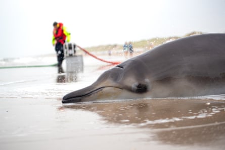 A beached beaked whale in the Netherlands