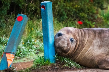 Neil the seal nuzzles up to bollards he has damaged