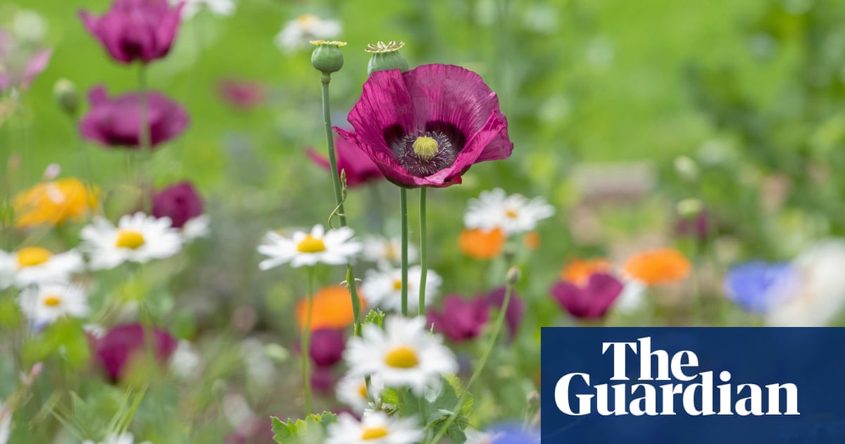 The Rise Of Ungardening How To Turn A Backyard Into A Wildlife