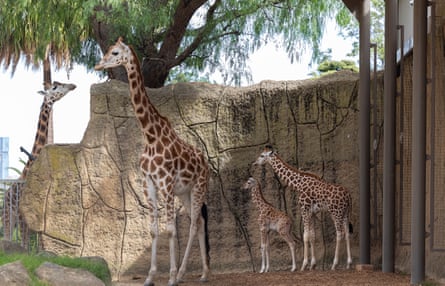 Four giraffes of varying sizes