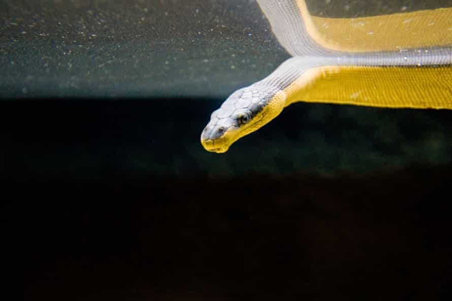 Sarı göbekli deniz yılanı (Pelamis platurus).