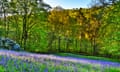 Slope of bluebells with woods beyond