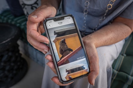 Woman holds up smartphone with a photo of a baboon on it. The baboon looks angry