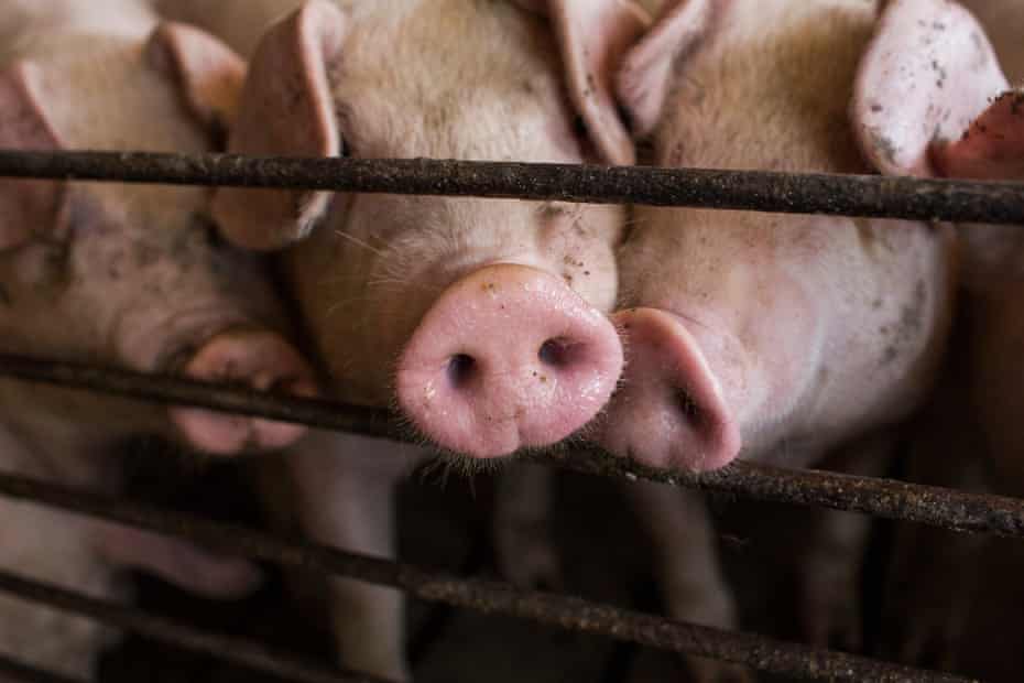 A Million Tons Of Feces And An Unbearable Stench Life Near Industrial Pig Farms North Carolina The Guardian A Million Tons Of Feces And An Unbearable Stench Life Near Industrial Pig Farms North Carolina The Guardian