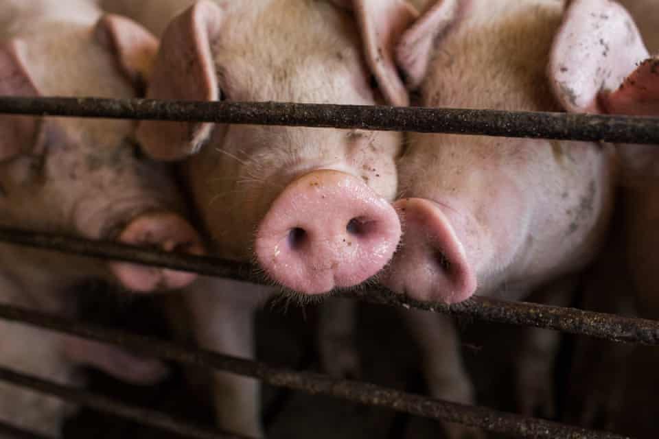 A Million Tons Of Feces And An Unbearable Stench Life Near Industrial Pig Farms North Carolina The Guardian A Million Tons Of Feces And An Unbearable Stench Life Near Industrial Pig Farms North Carolina The Guardian