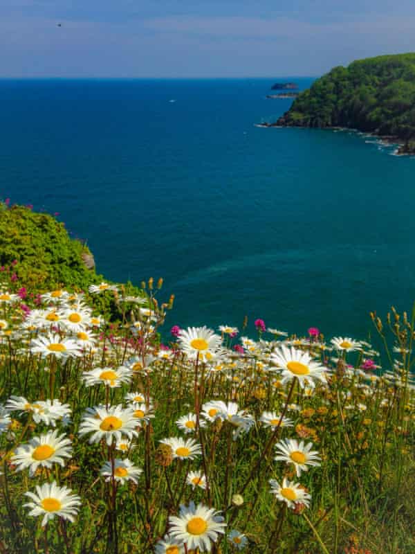 Daisies on the Torquay coastline