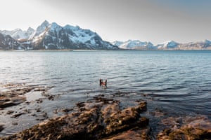 Singer and Eriksen collect seaweed in Vareid