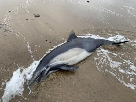 A dead dolphin washed up on a California beach.