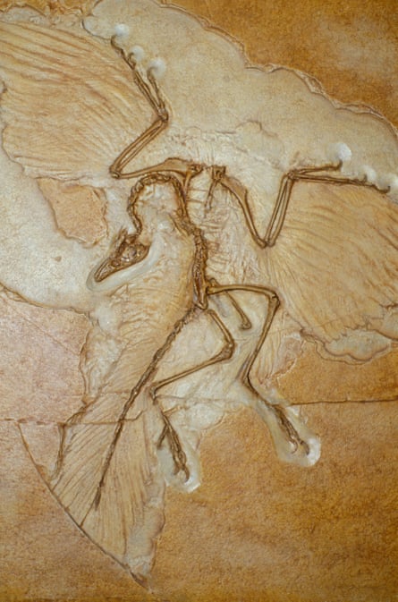 Fossilised remains of an Archaeopteryx