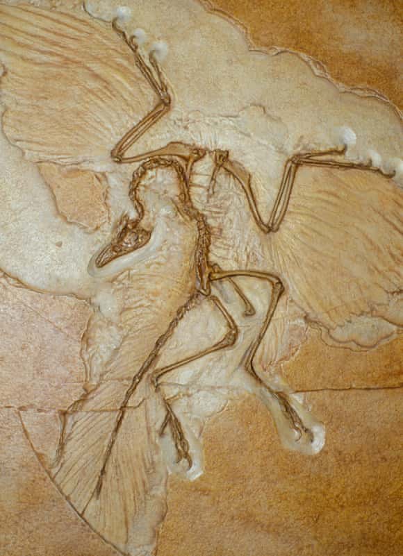 A cast of the Cast of the Berlin Archaeopteryx, from the American Museum of National History.