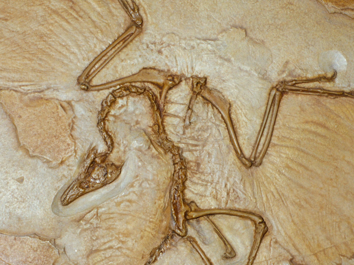 Have we lost an Archaeopteryx but gained a new species of theropod dinosaur? | Dinosaurs | The Guardian