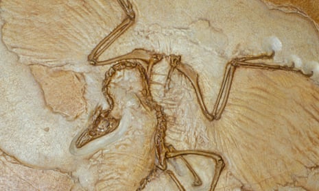 Cast of the Berlin Archaeopteryx American Museum of Natural History, New York, United States of America.