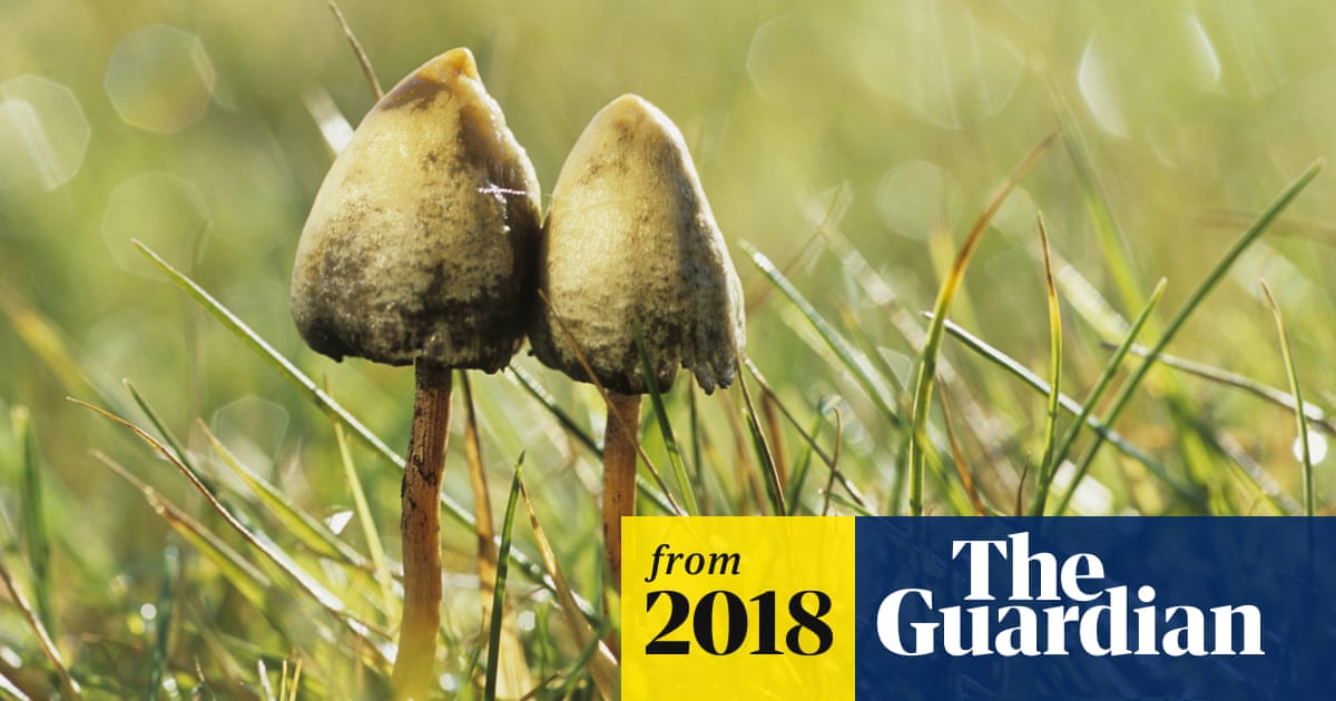 Late Frost Gives Uk Magic Mushroom Hunters An Extra High Fungi The Guardian Late Frost Gives Uk Magic Mushroom Hunters An Extra High Fungi The Guardian