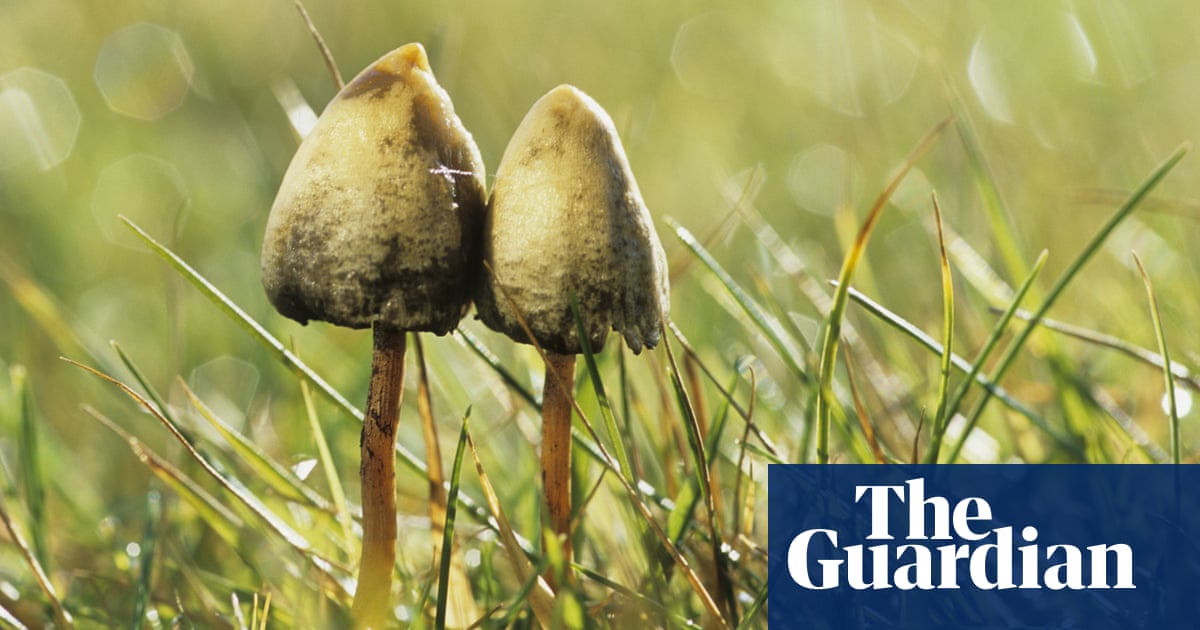 magic mushroom map picking hunters frost gives late extra science