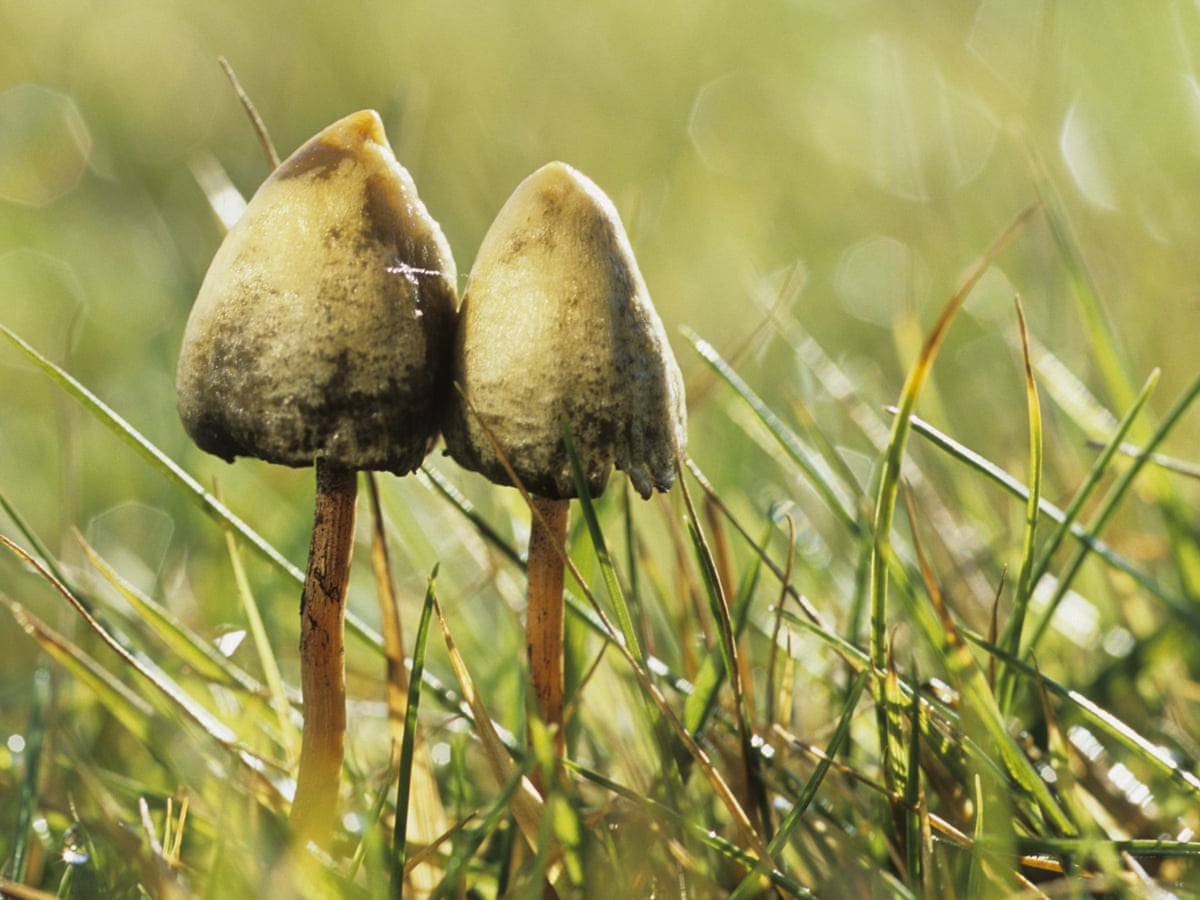 Late frost gives UK magic mushroom hunters an extra high | Fungi | The Guardian