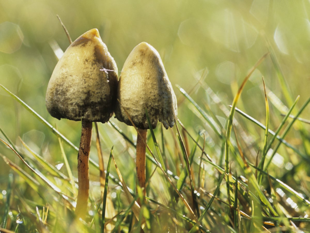 Psilocybe Semilanceata: Information, Potency, Effects and Dosages | Buy Psilocybin Magic Mushroom Online Canada Late frost gives UK magic mushroom hunters an extra high | Fungi | The Guardian