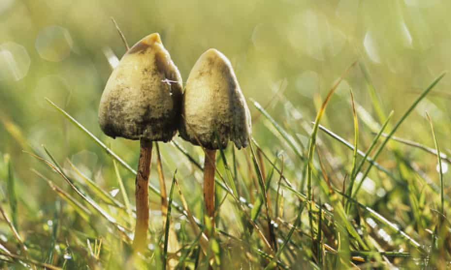 Climate change has had a dramatic effect on the fruiting season for magic mushrooms.