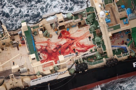 A picture taken by anti-whaling group Sea Shepherd shows the bloodied deck of a Japanese ship, the Nisshin Maru, near Antarctica.