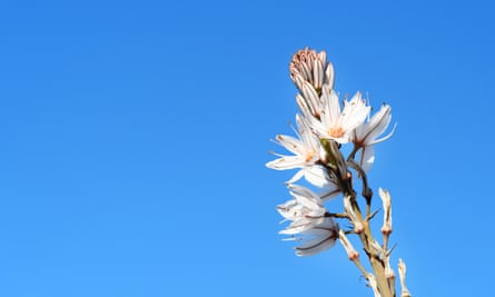 White asphodel flowers On blue sky background