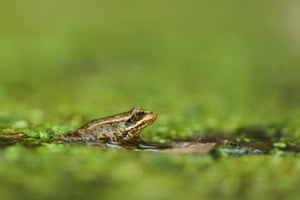 A red-legged froglet peeks out from a pond