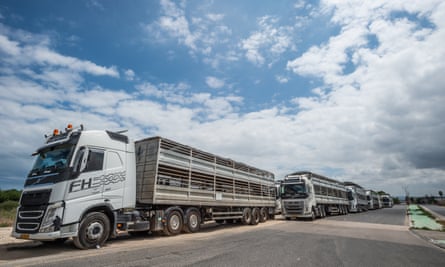 Trucks carrying animals away from the Bahijah