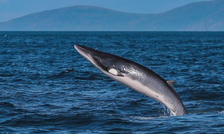 Grey seals, minke whales and bluefin tuna: is the North Sea bouncing back to its glory days? Grey seals, minke whales and bluefin tuna: is the North Sea bouncing back to its glory days?