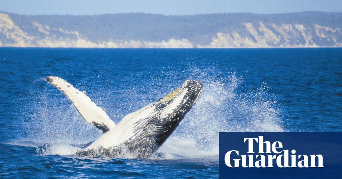 Swimming With Whales A Frolic In The Wild Or An Accident Waiting