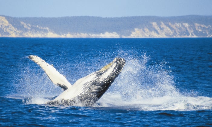 Swimming With Whales A Frolic In The Wild Or An Accident Waiting