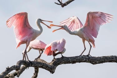 Two roseate spoonbills squabble at the St Augustine alligator farm zoological park’s bird rookery in Florida, US
