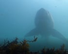 California faces highest shark numbers in years as great whites head north