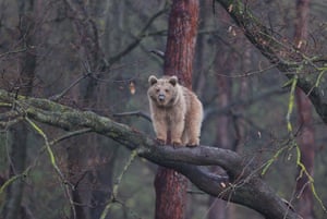 A brown bear sits on a tree branch after the species’ hibernation was disrupted by global warming and reduction of their habitat in Bursa, Turkey