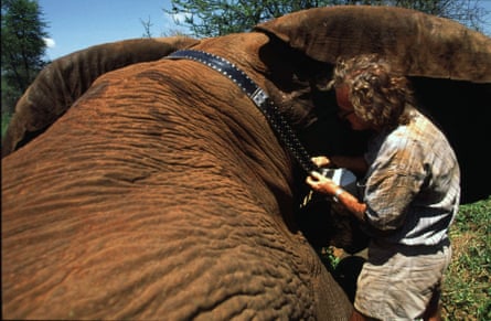 Douglas-Hamilton fits a GPS collar on to an elephant in Meru national park, 1998.