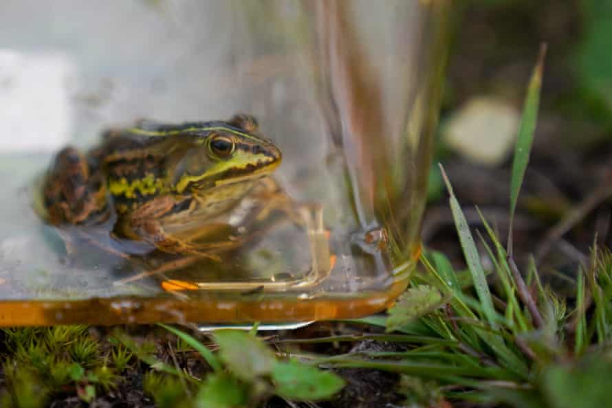 A northern pool frog before being released into former ponds at Thompson Common of the Norfolk Wildlife Trust