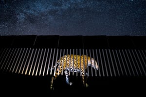 Wildlife photojournalism, single image winner: Another Barred Migrant by Alejandro Prieto, Mexico