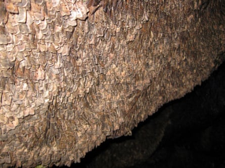 Bogong moths on a cave wall